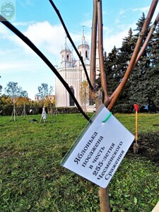 11.10.2025 г. Чесменская церковь, Посадка яблонь.9